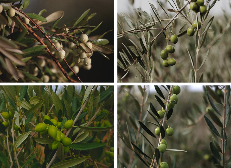 Img Principales variedades de olivo