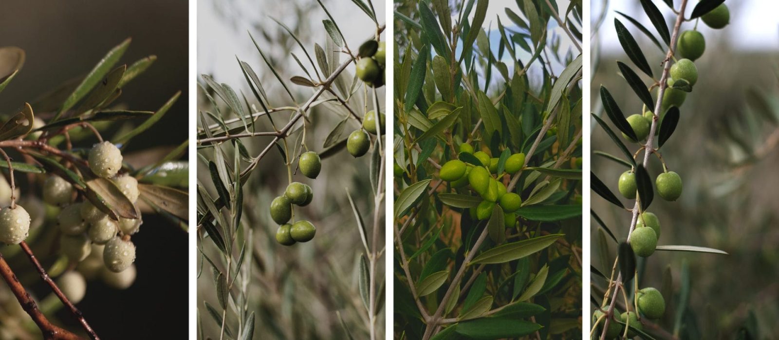 Diferentes variedades de olivo, vista de sus aceitunas.