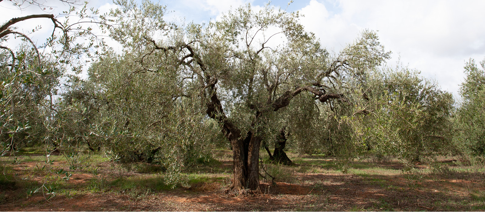 Isbilya El origen del olivo