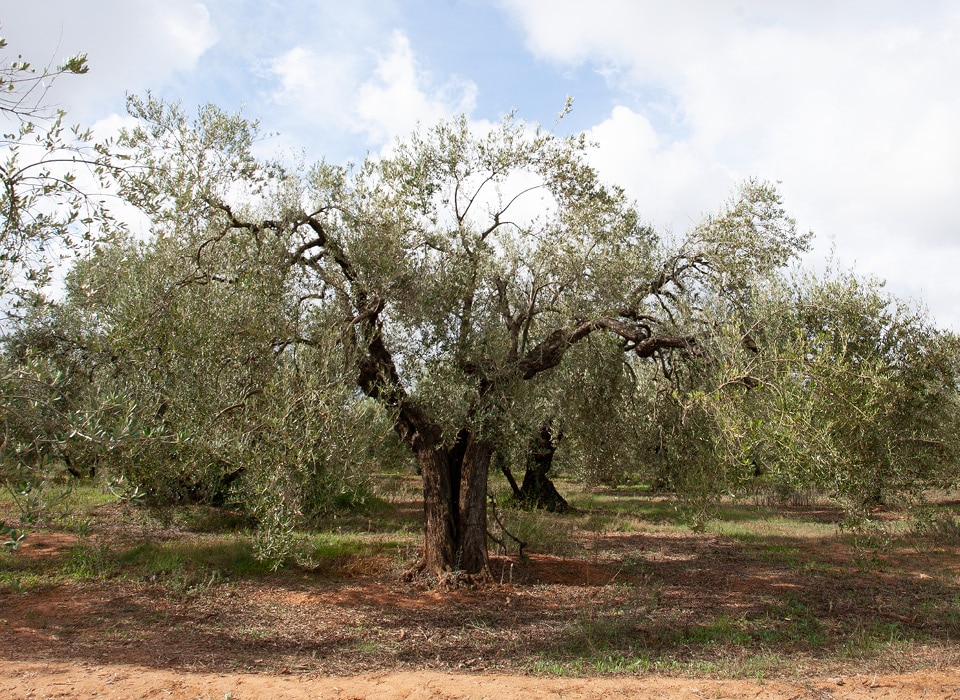 Img El origen del olivo