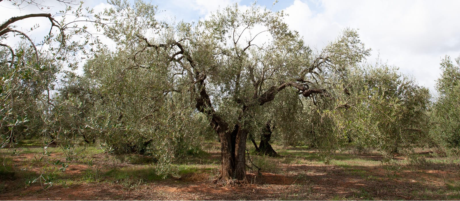 Olivo viejo, ejemplo del origen del olivo.