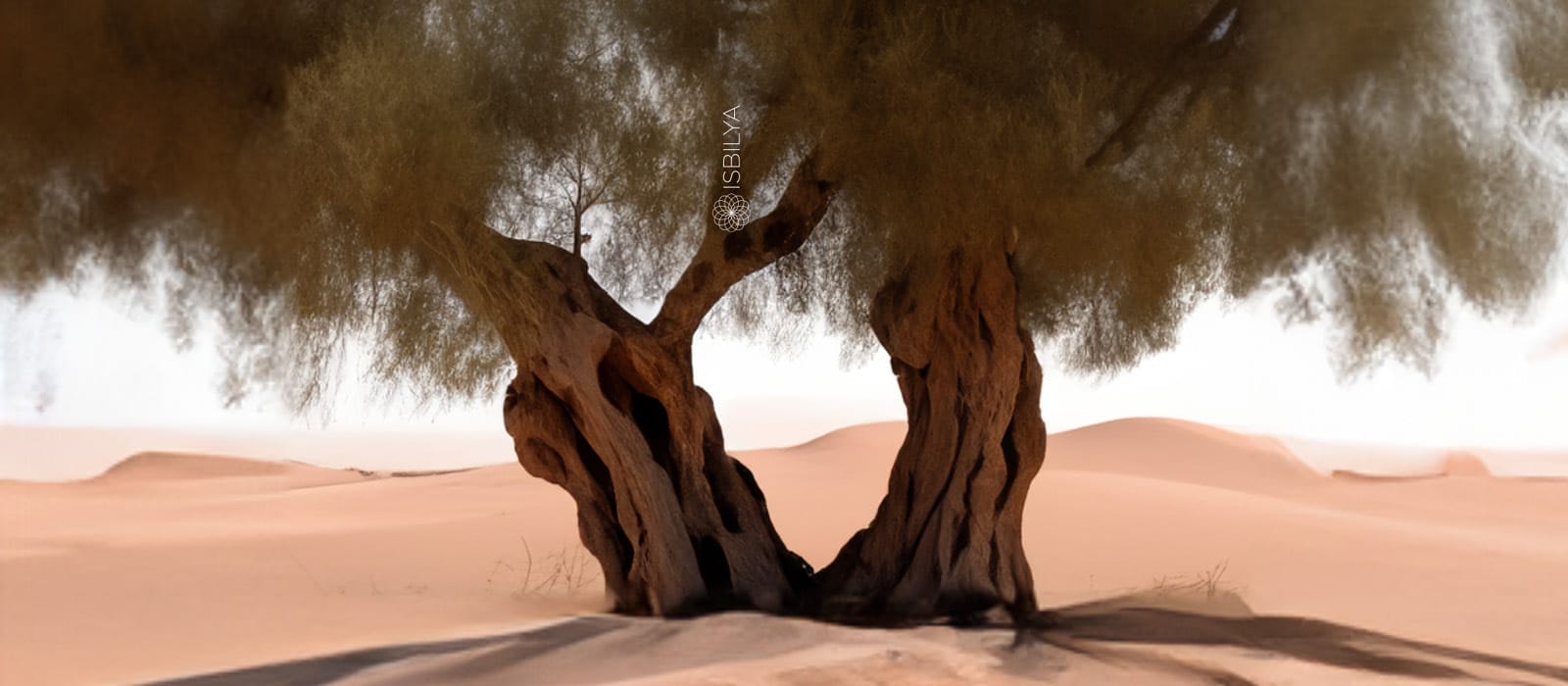 Olivo en el desierto representando la escasez de agua en el sector.