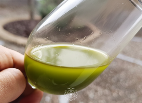 ¿Por qué zumo aceituna? | Isbilya catavino con aceite de oliva virgen extra premium sin filtrar con color verde intesnso Isbilya