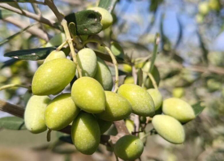 Variedad Koroneiki de Isbilya, la joya del Mediterráneo, con sabor intenso y notas aromáticas.