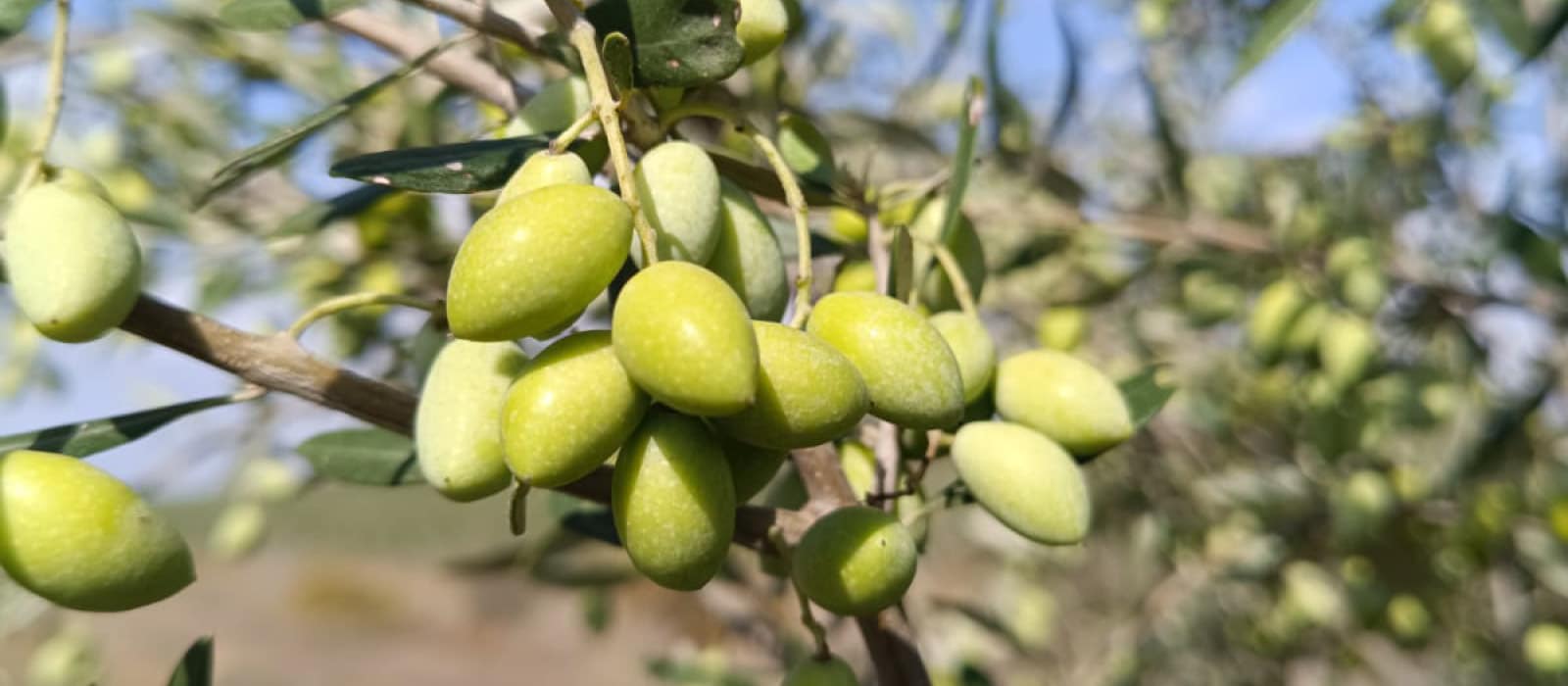 Variedad Koroneiki de Isbilya, la joya del Mediterráneo, con sabor intenso y notas aromáticas.
