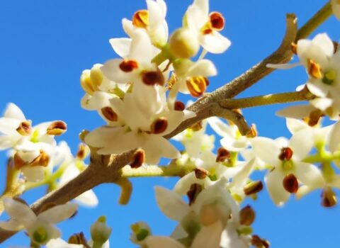 Flores de olivo abiertas, momento el cual son más delicadas a las subidas de temperatura