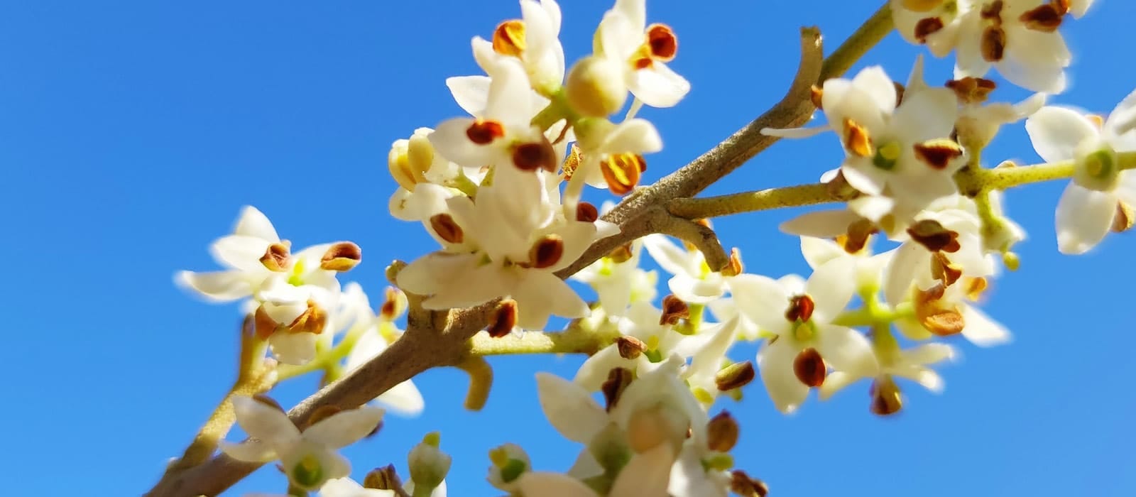 Flores de olivo abiertas, momento el cual son más delicadas a las subidas de temperatura