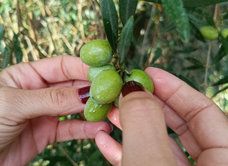 Img El Olivo Sikitita y su Aceite de Oliva Virgen Extra: Una maravilla Culinaria