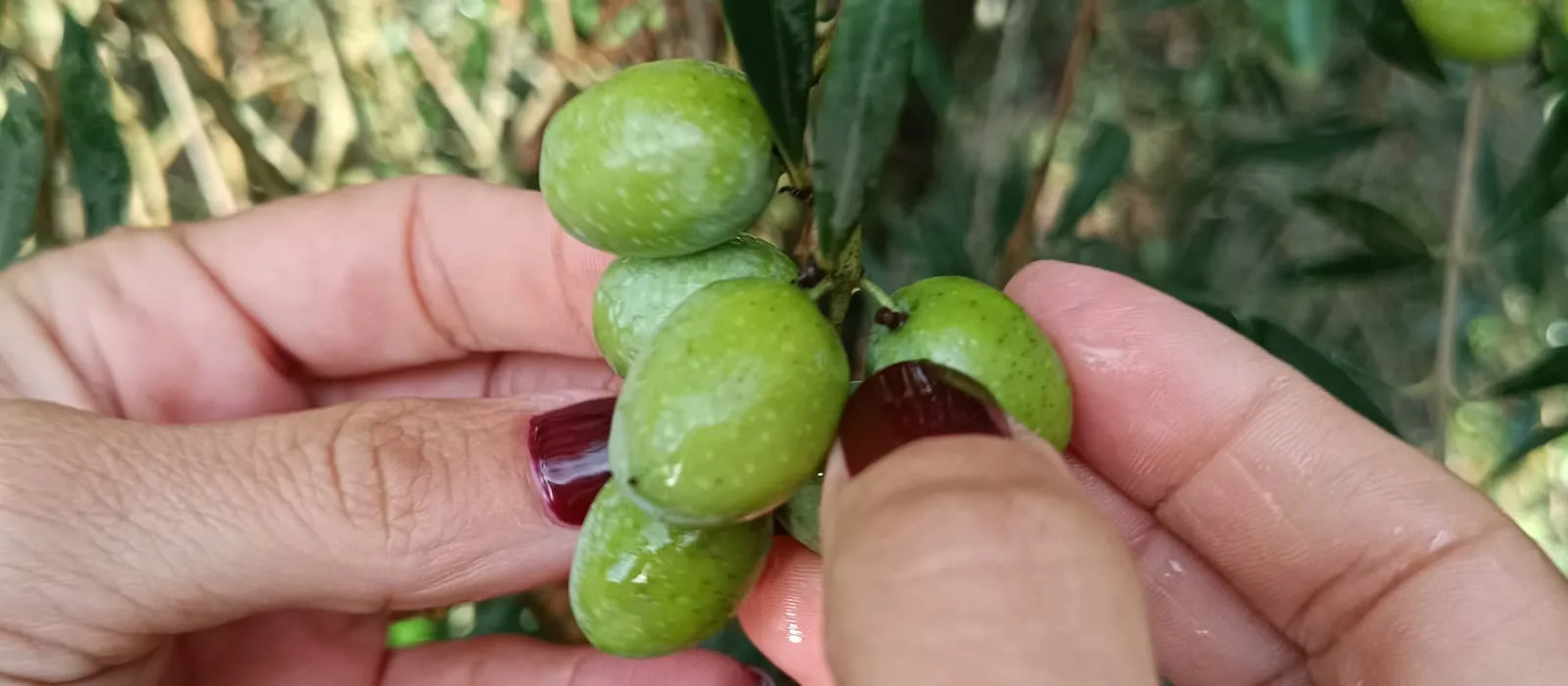 Olivo Sikitita y aceite de oliva virgen extra de Isbilya venta online