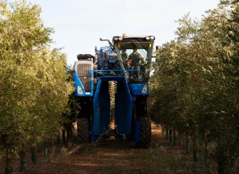 Maquinaria para recolección temprana en el olivar de Isbilya aceite de oliva virgen extra premium