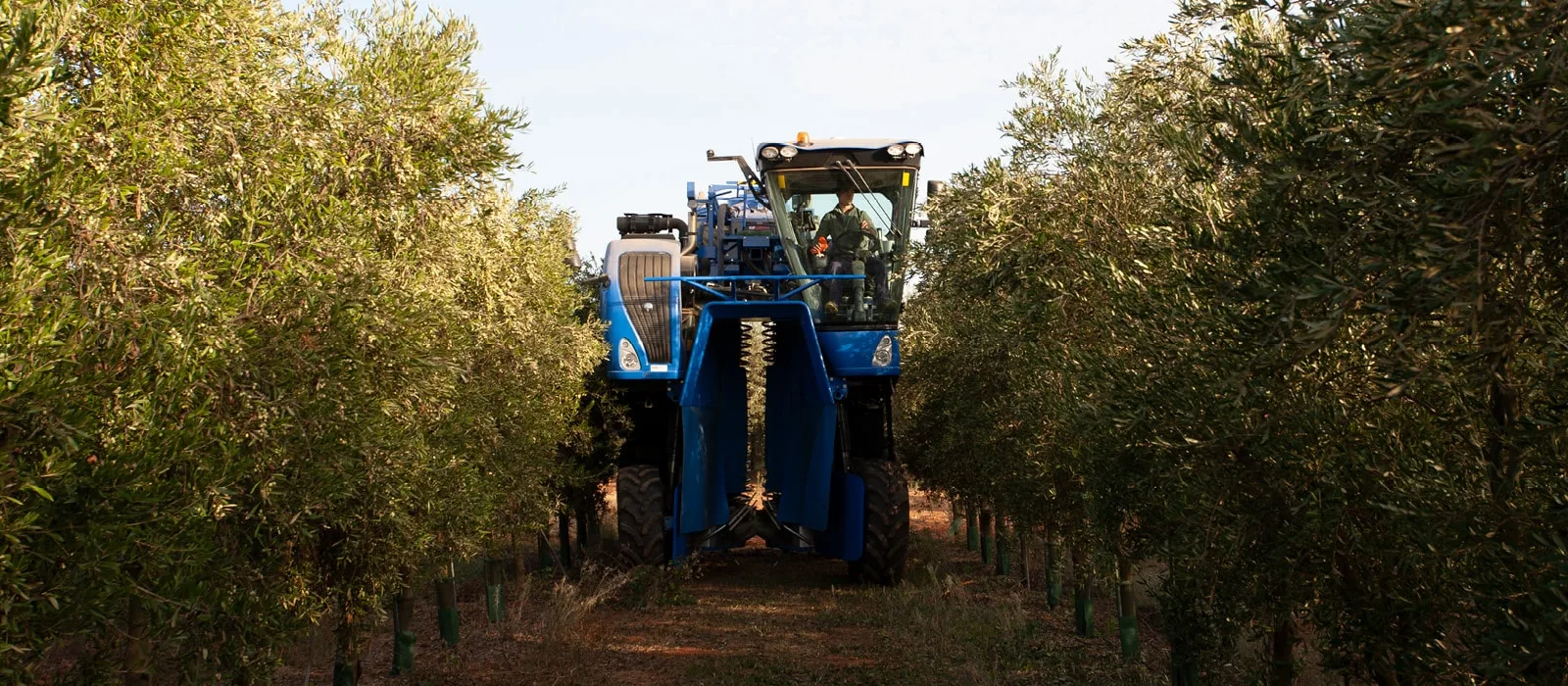 Maquinaria para recolección temprana en el olivar de Isbilya aceite de oliva virgen extra premium