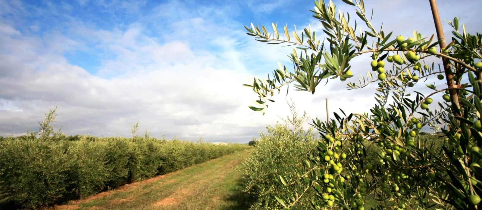 Cultivo de olivares en el corazón del Aljarafe, Isbilya, donde nacen nuestros aceites premium.