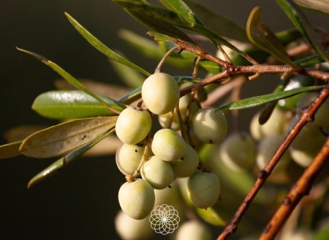 Racimo de aceitunas variedad arbosana