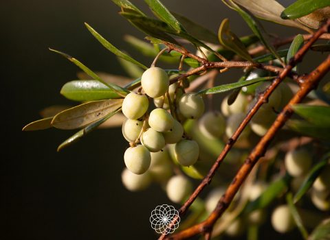 Racimo de aceitunas variedad arbosana