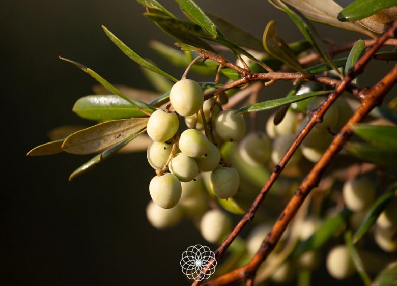 Arbosana: La variedad de oliva que encanta paladares con su elegancia Racimo de aceitunas variedad arbosana