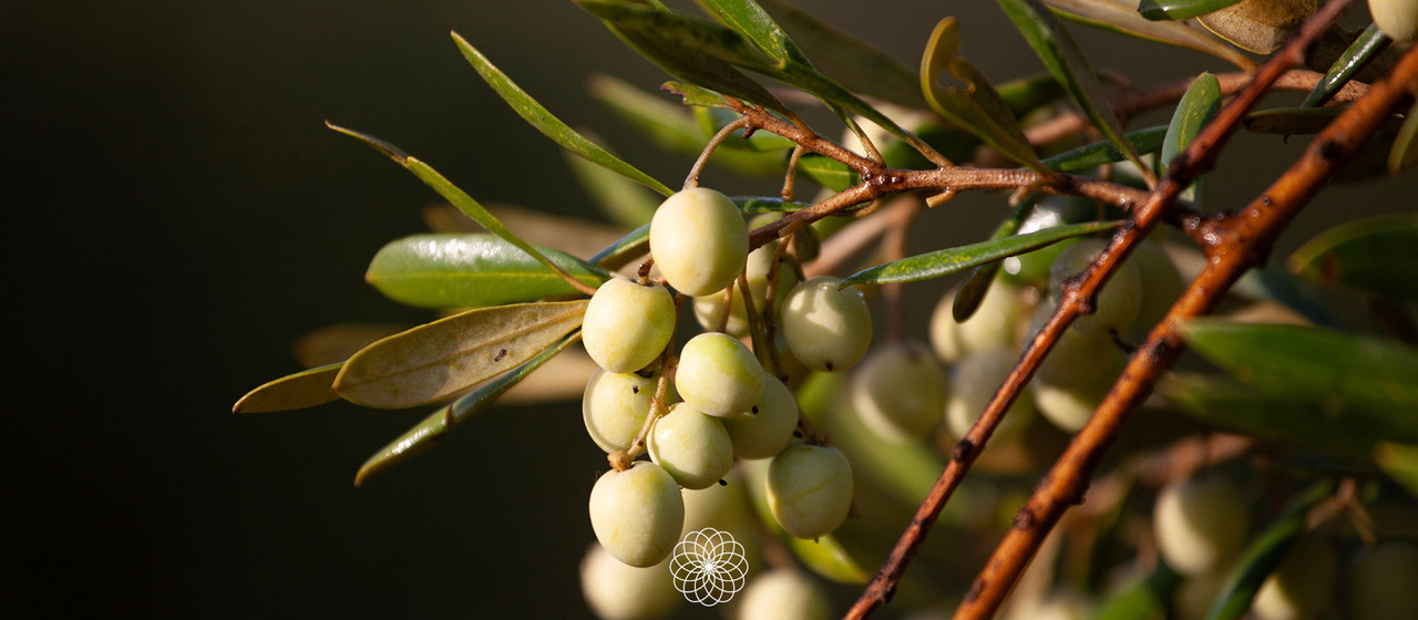 Racimo de aceitunas variedad arbosana