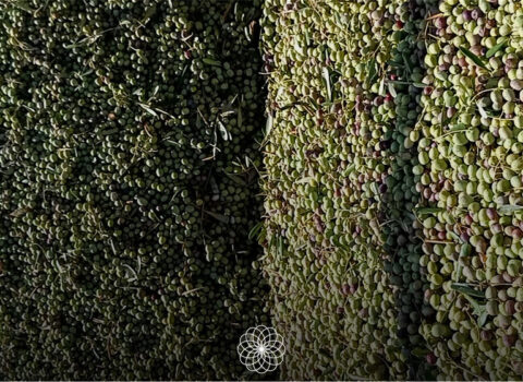 Recolección temprana y extracción temprana | Isbilya Aceitunas verdes recién recolectadas