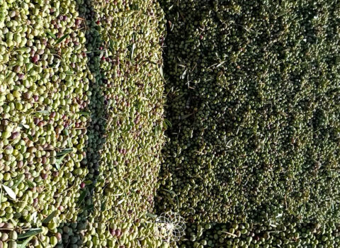 Aceitunas verdes recién recolectadas