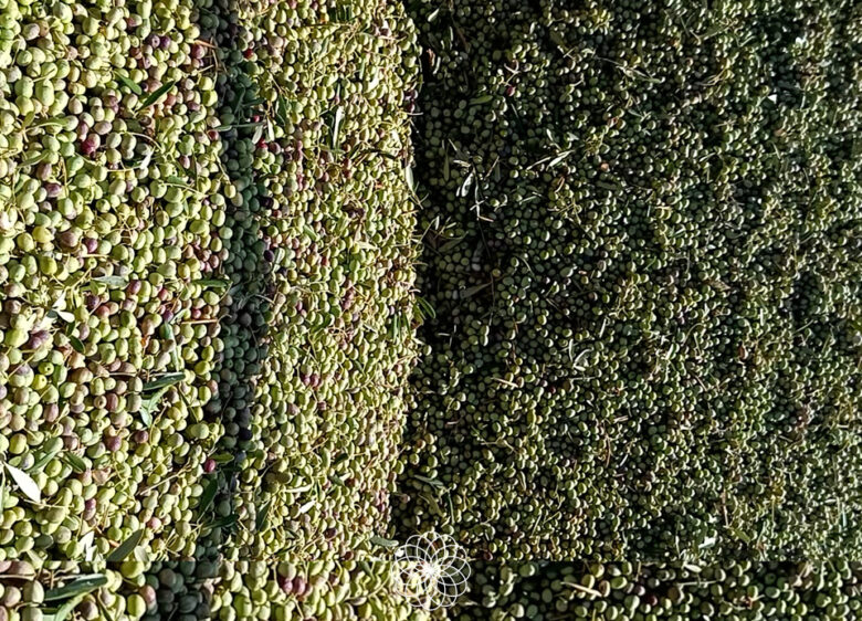 Aceitunas verdes recién recolectadas