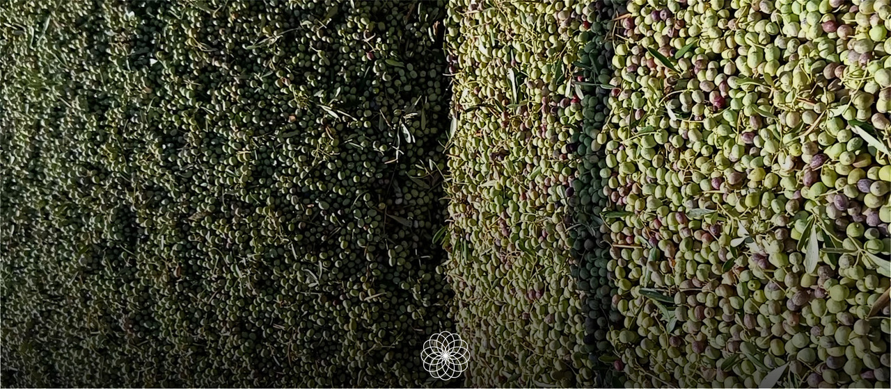 Recolección temprana y extracción temprana | Isbilya Aceitunas verdes recién recolectadas