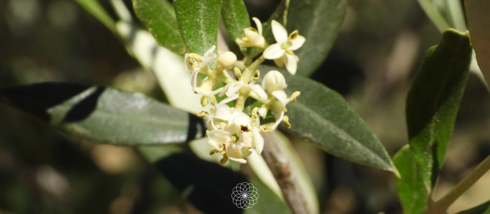 Flor del olivo