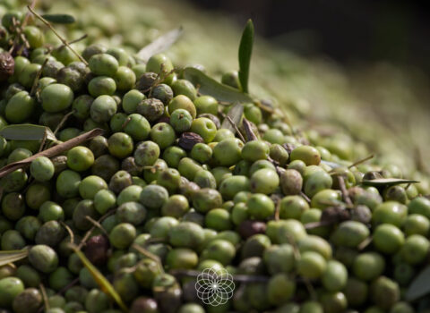 Monrón de aceitunas sobre fondo negro