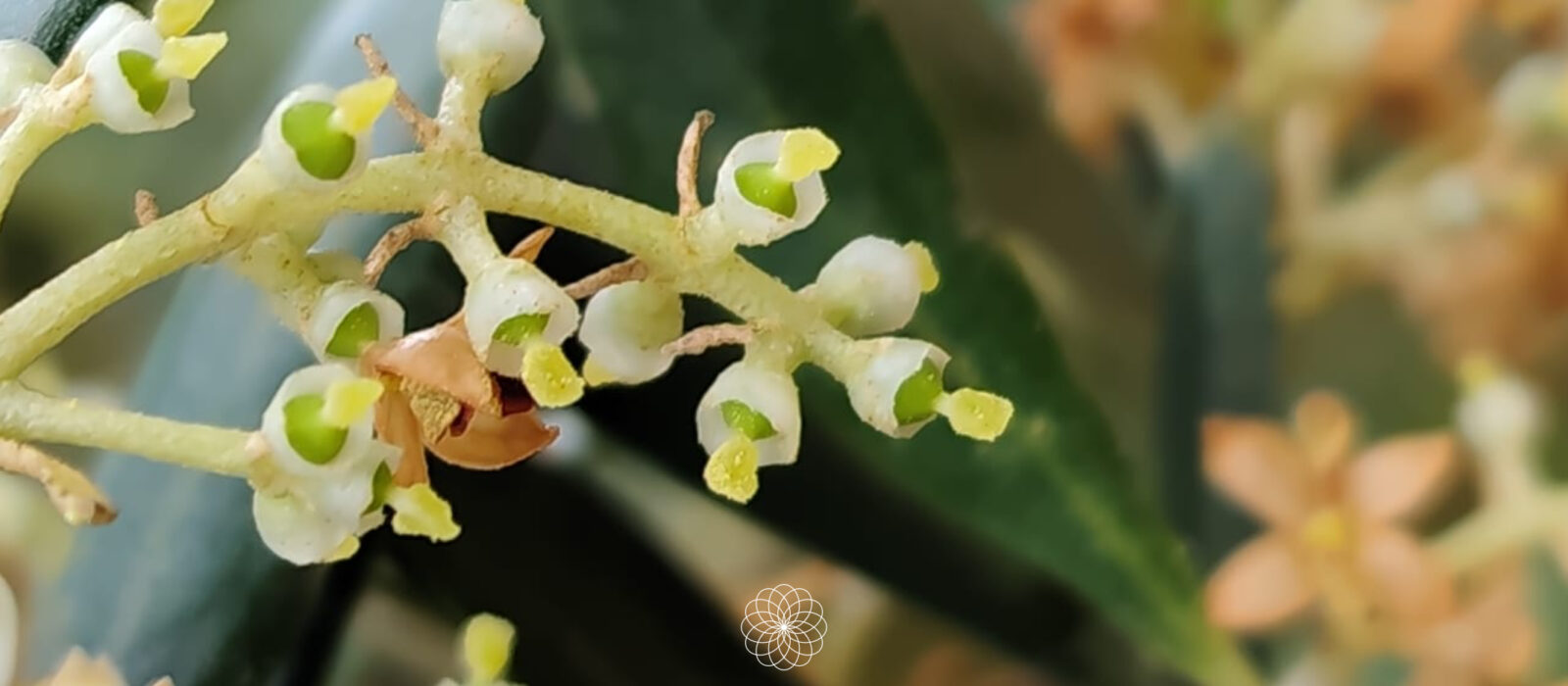 Detalle del cuajado del fruto en la flor del olivar