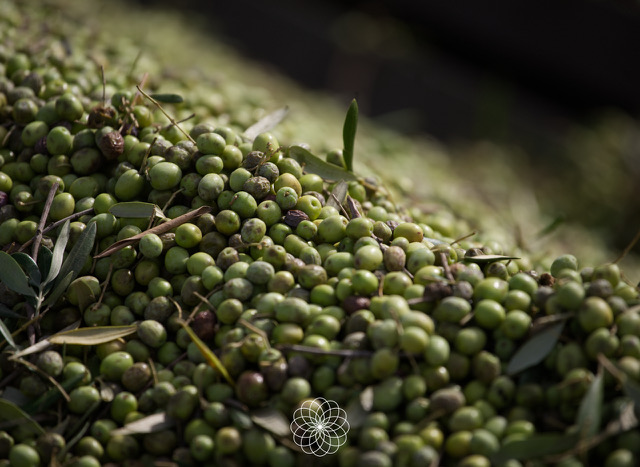 Montón de aceitunas de difirentes calidades sobre fondo negro