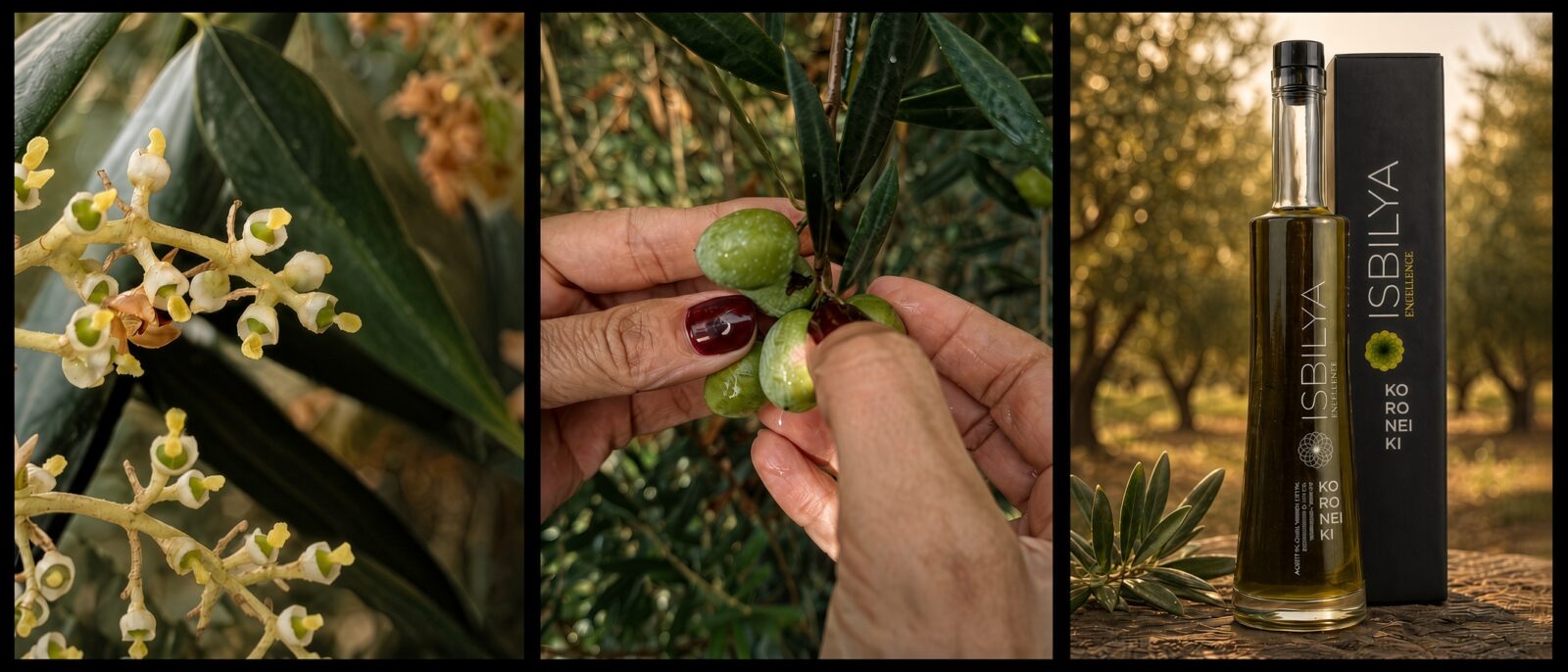 Calendario campaña 26 / 27 | Isbilya Cuajado de la aceituna, manos manipulando aceitunas y botella de Isbilya Koroneiki.