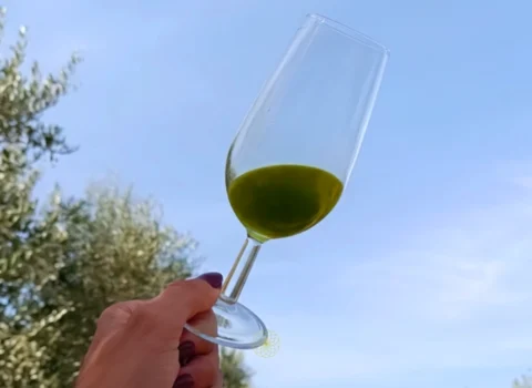 Primer plano de nano sujetando catavino con AOVE reccien elaborado verde intenso sin filtrar con el olivar y el cielo azul de fondo