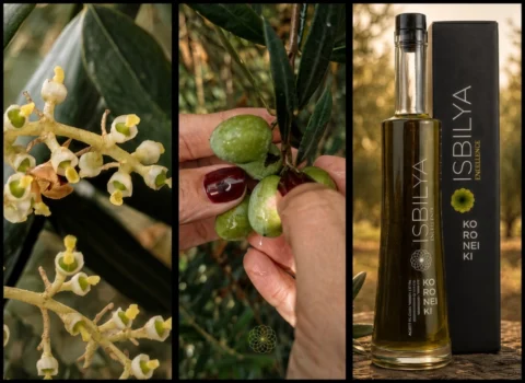 Cuajado de la aceituna, manos manipulando aceitunas y botella de Isbilya Koroneiki.